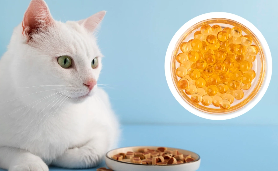 貓咪魚油完整指南：好處、選擇技巧與常見問題一次看懂