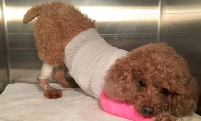 狗胰臟炎 死亡率