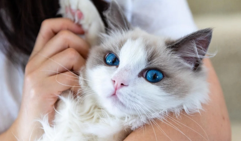 領養布偶貓 領養布偶貓