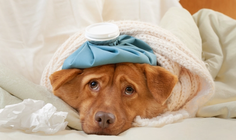 寵物感冒護理