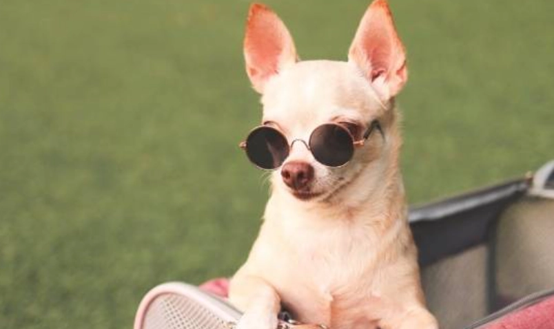 吉娃娃聰明度排名