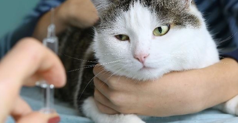 貓白血病疫苗副作用 貓白血病疫苗副作用