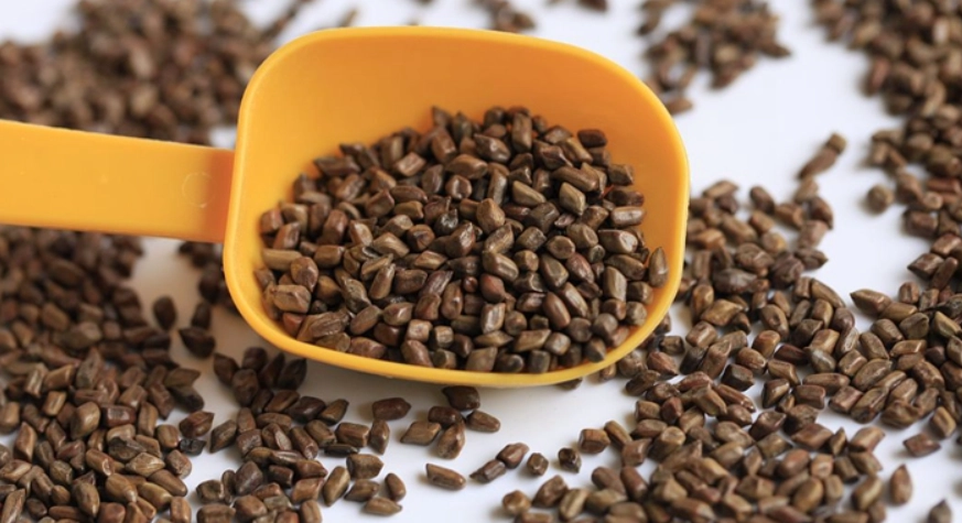 誰不能喝決明子茶