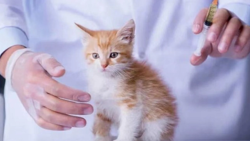 貓白血病疫苗副作用 貓白血病疫苗副作用