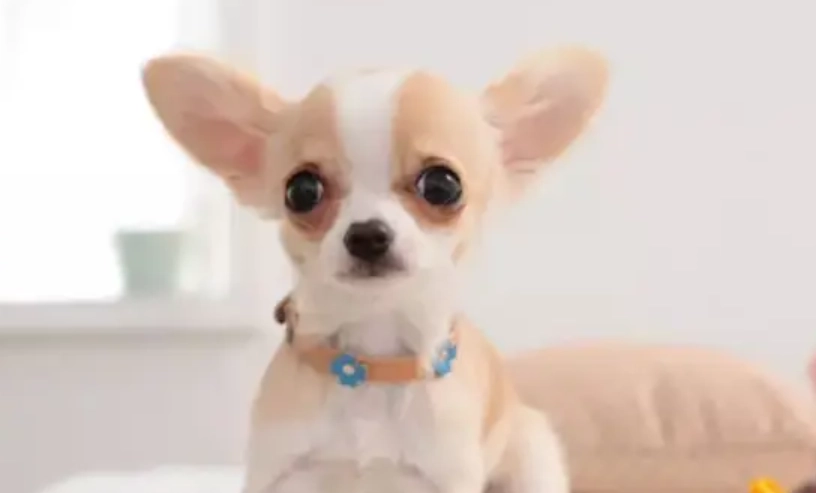 吉娃娃訓練方法