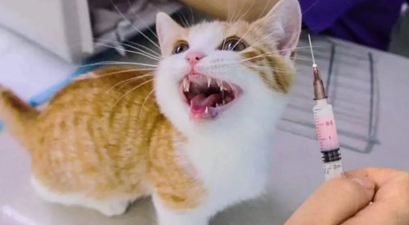 貓白血病疫苗多久打一次 貓白血病疫苗多久打一次