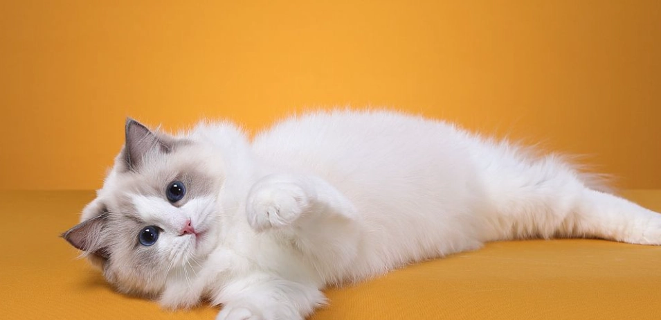 布偶貓飼養 布偶貓飼養