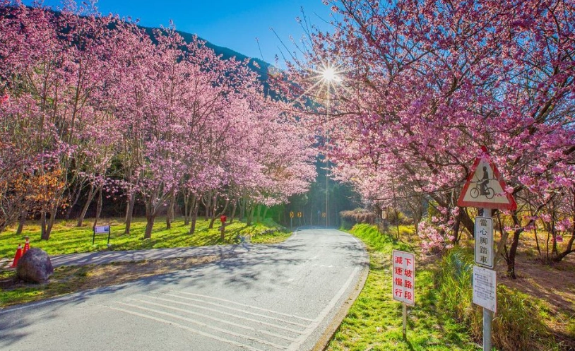 台灣賞櫻