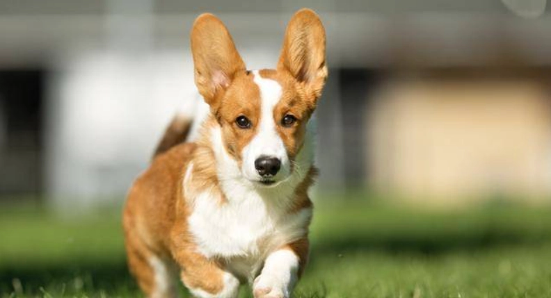 如何減少柯基體味