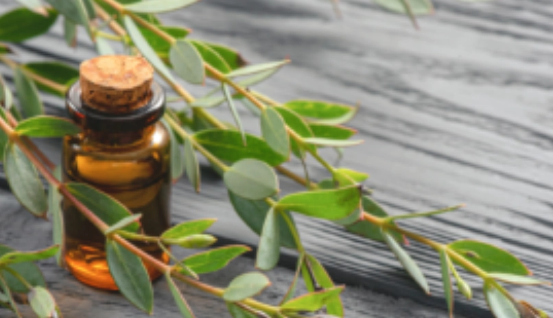 尤加利精油副作用