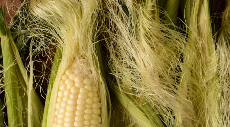 玉米鬚茶副作用