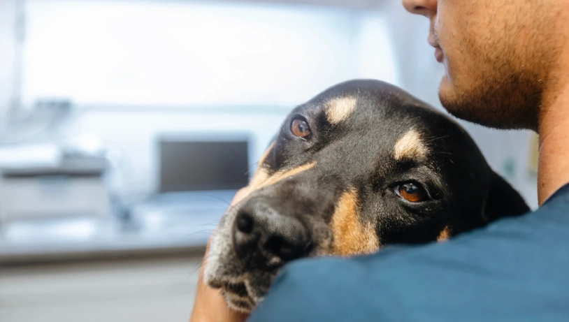 狗狗胰臟炎症狀