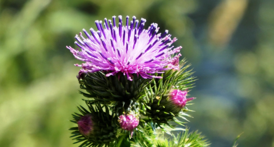 奶薊什麼時候吃