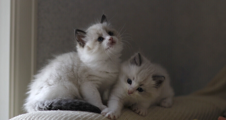 布偶貓照顧 布偶貓照顧