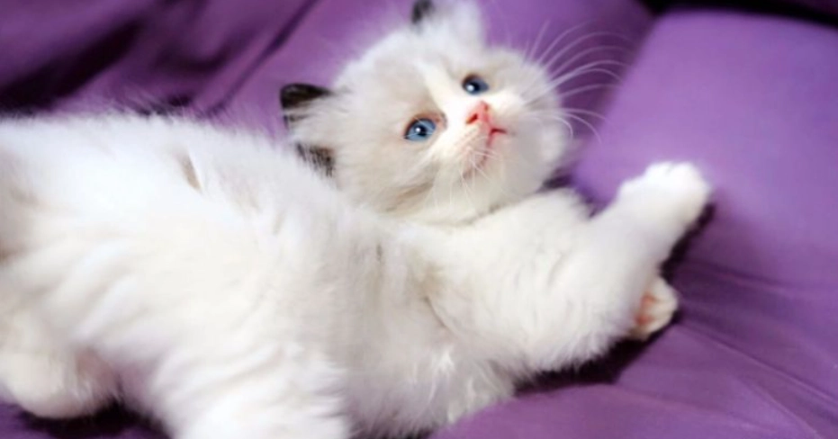 布偶貓飼養 布偶貓飼養