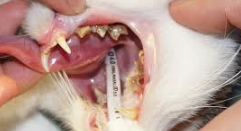 貓咪牙結石