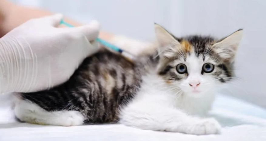 貓白血病疫苗多久打一次 貓白血病疫苗多久打一次
