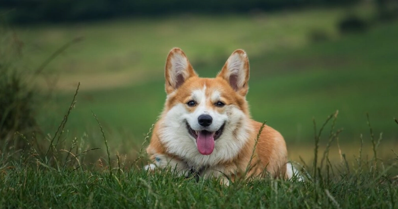 如何減少柯基體味