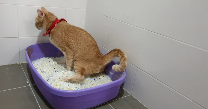 貓下泌尿道疾病