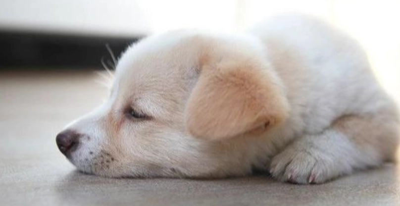 狗狗胰臟炎症狀