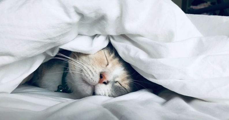 貓下泌尿道疾病