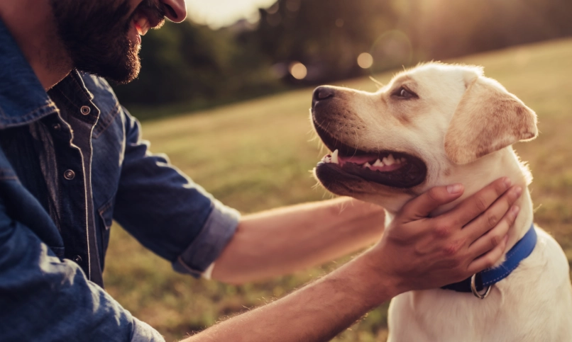 老年犬護理疲憊
