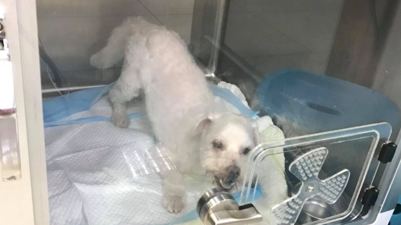 胰臟炎治療方法