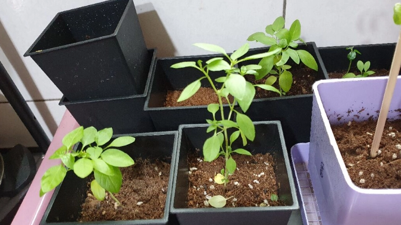 九層塔蟲害防治