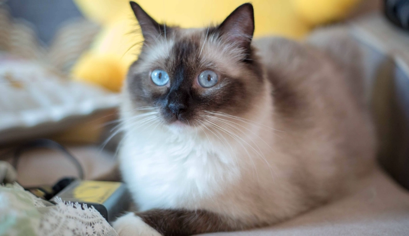 布偶貓 領養 布偶貓 領養