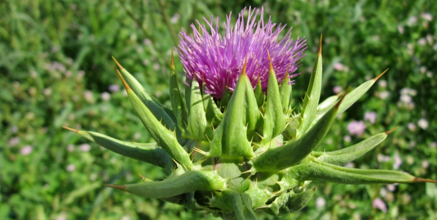 奶薊最佳服用時間