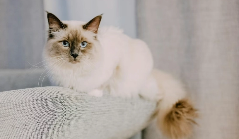 免費領養 貓咪 免費領養 貓咪