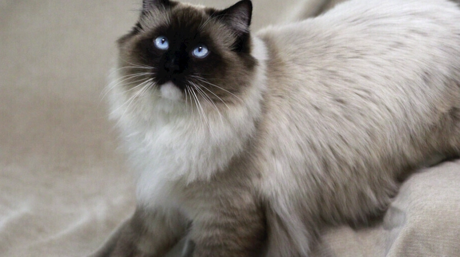 布偶貓飼養 布偶貓飼養