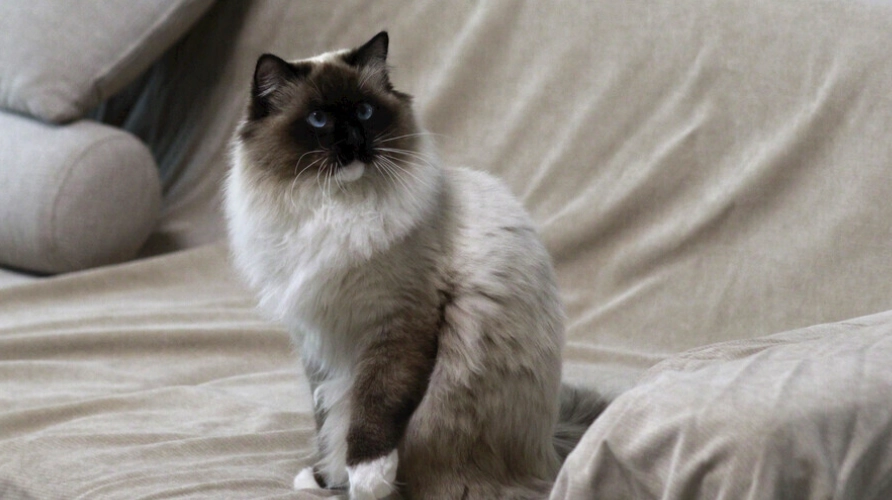 新手養貓 新手養貓