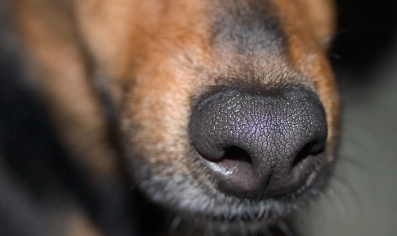 狗狗流鼻水怎麼辦