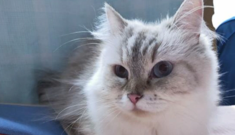 布偶貓 領養 布偶貓 領養