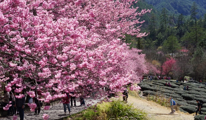 賞櫻景點