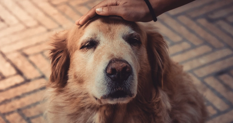 老年犬護理疲憊