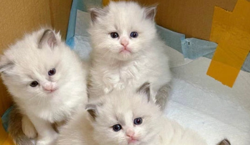 免費領養 貓咪 免費領養 貓咪