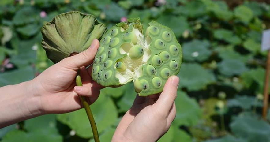 蓮子不能和什麼一起吃