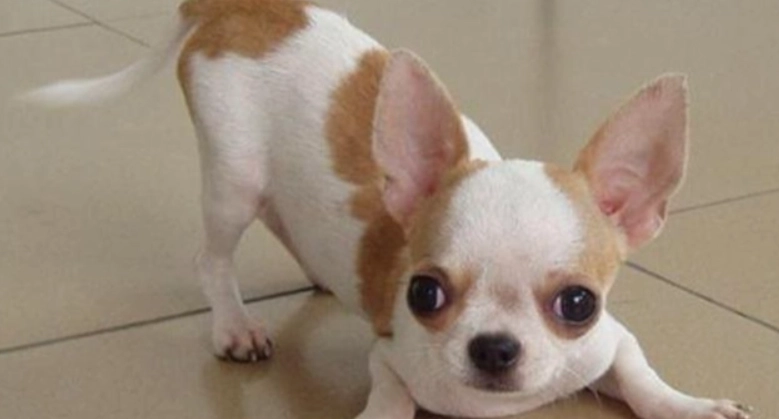 吉娃娃聰明度排名