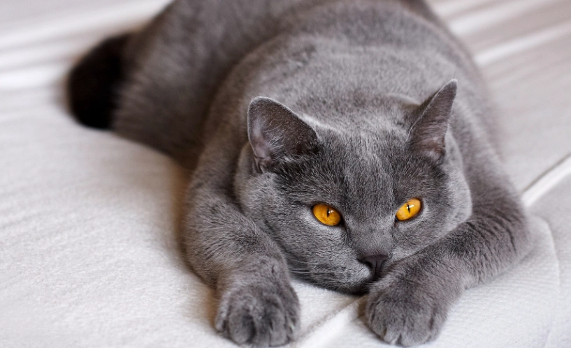 英国短毛猫 健康問題 英国短毛猫 健康問題