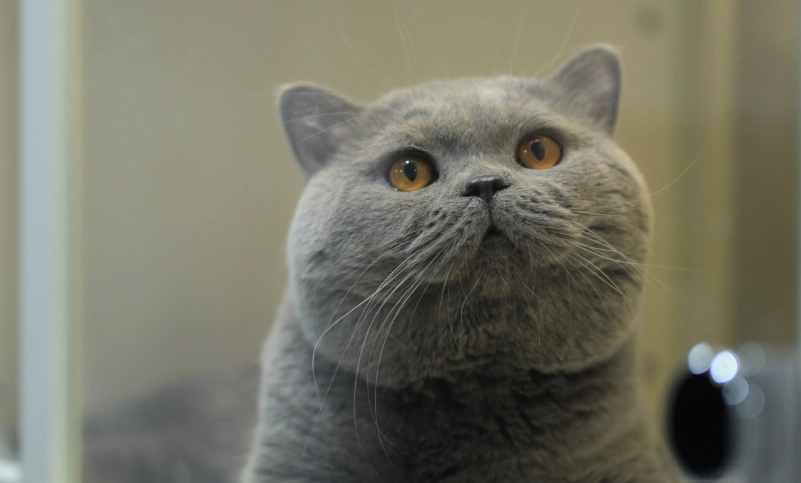 英国短毛猫 性格 英国短毛猫 性格