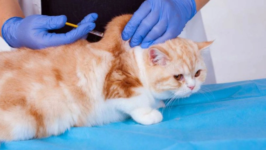 貓白血病疫苗多久打一次 貓白血病疫苗多久打一次