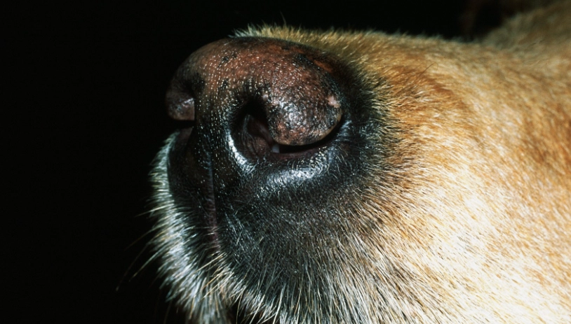 狗狗流鼻水怎麼辦
