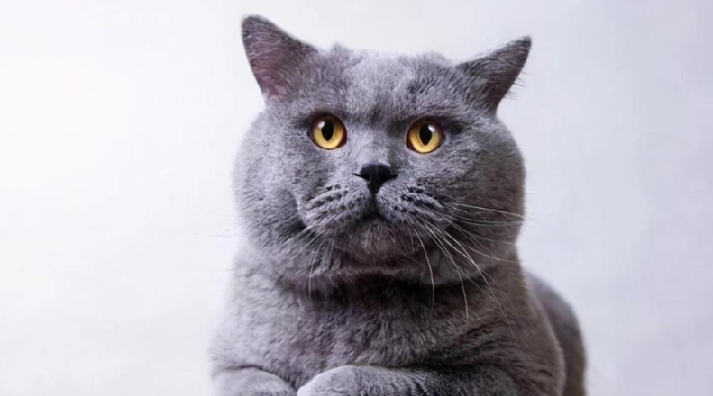 英国短毛猫 健康問題