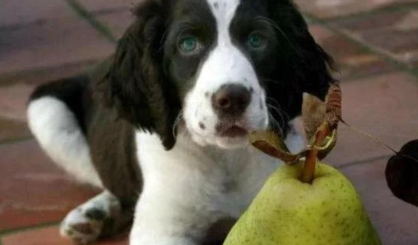 狗水果安全 狗水果安全