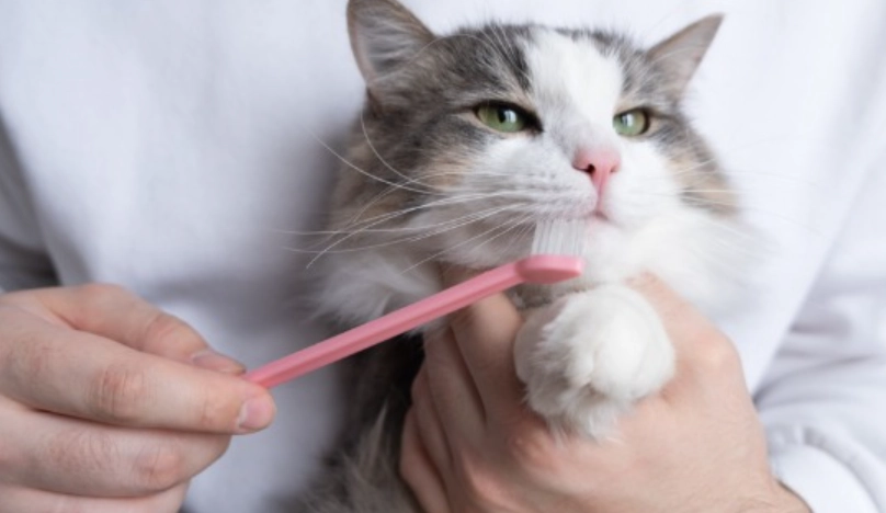 貓咪刷牙