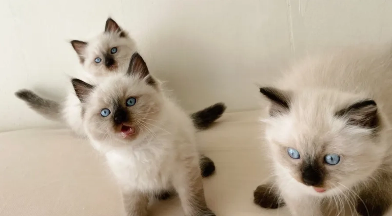 布偶貓顏色護理 布偶貓顏色護理