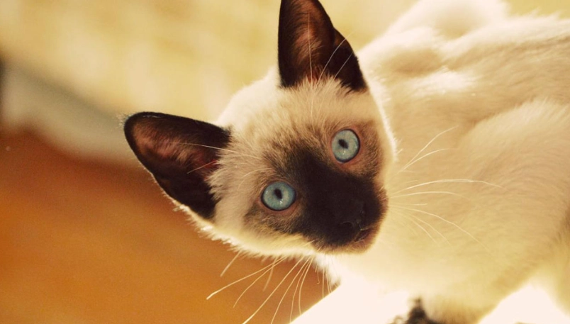 貓智商測試 貓智商測試