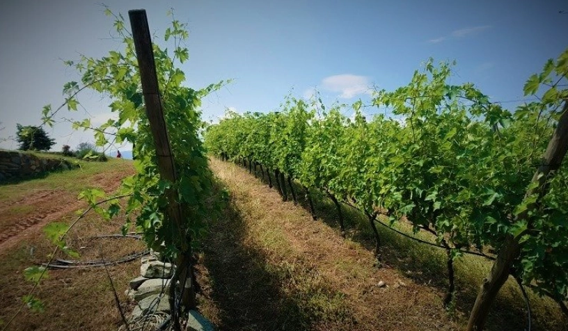 葡萄樹可以活多久